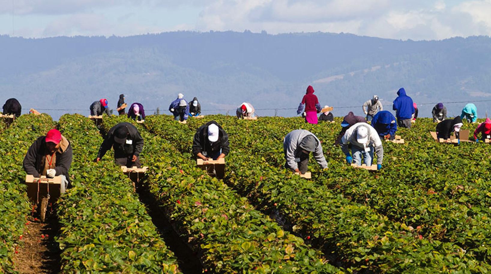 Canadá permitirá a empleadores rurales contratar más trabajadores extranjeros, pero economistas advierten riesgos