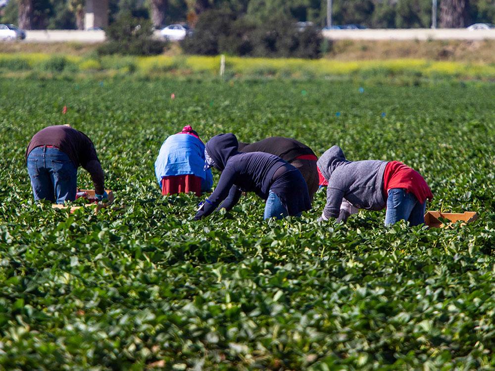 Lo que un empleador nunca puede cobrarle a un trabajador extranjero en Canadá: Guía de derechos