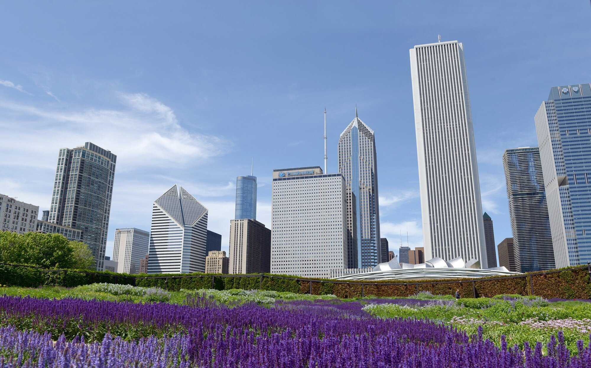 Image of a garden full of purple flowers on the foreground and a skyline of skyscrapers in the background