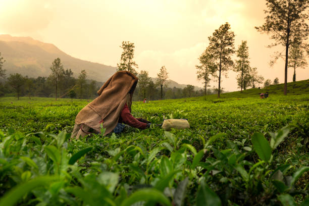 Tea terrace in Vythiri