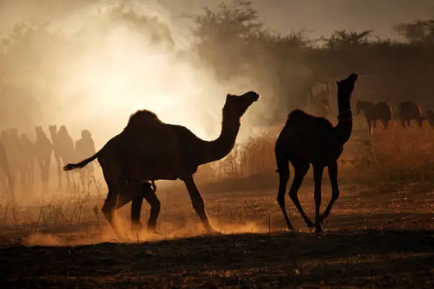 Pushkar camel fare