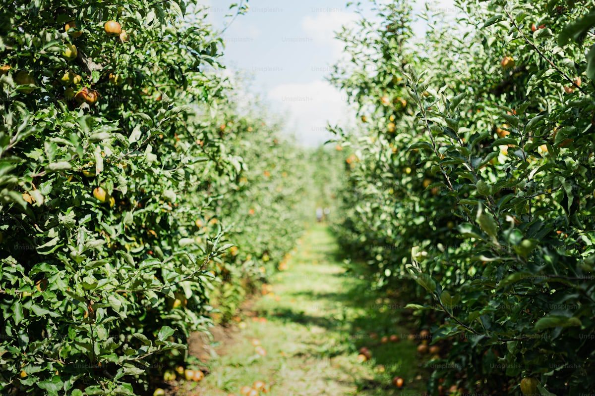 Apple Orchard of Narkanda 
