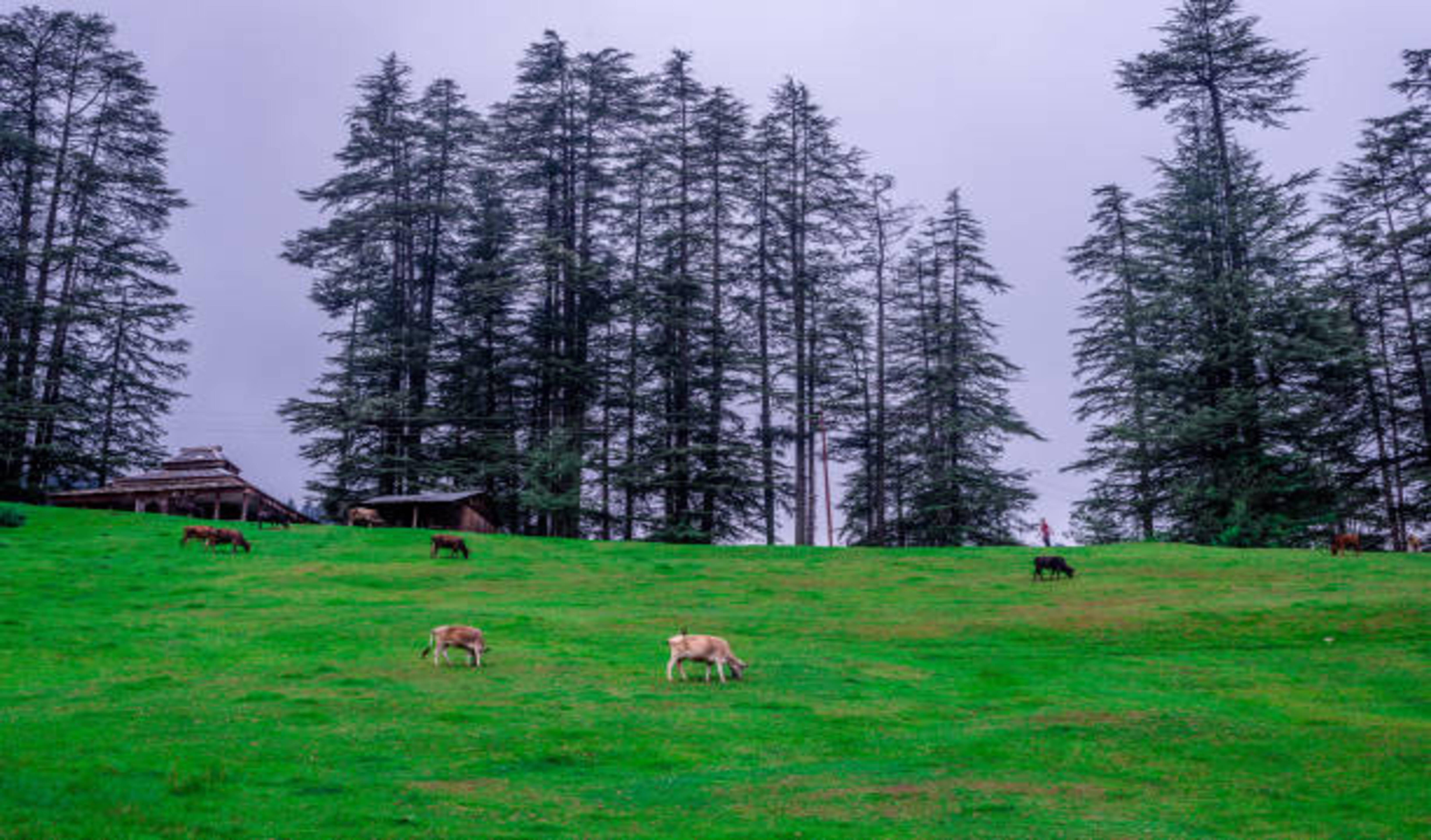 Chail