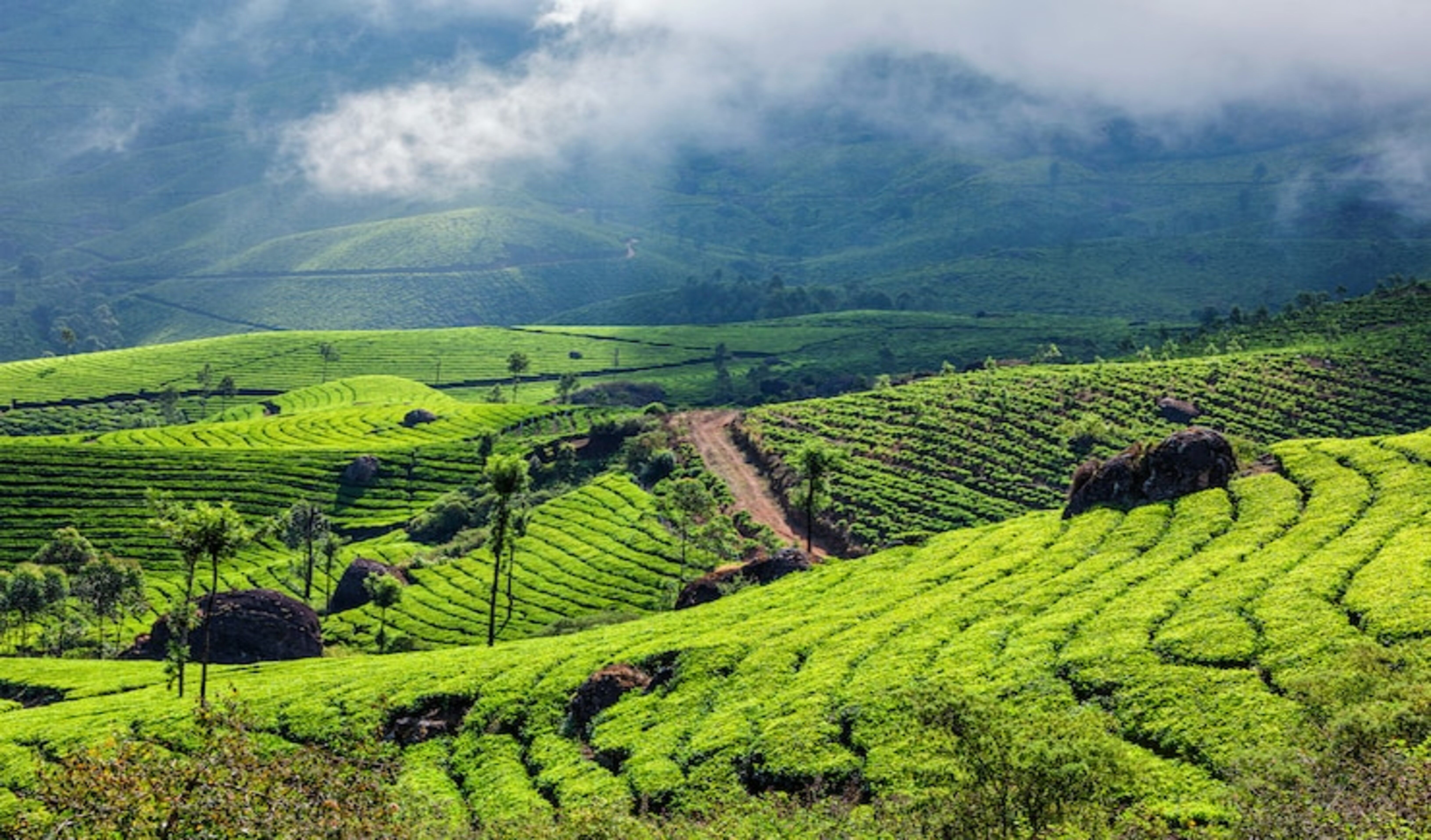 Kochi Munnar Alleppey Getaway