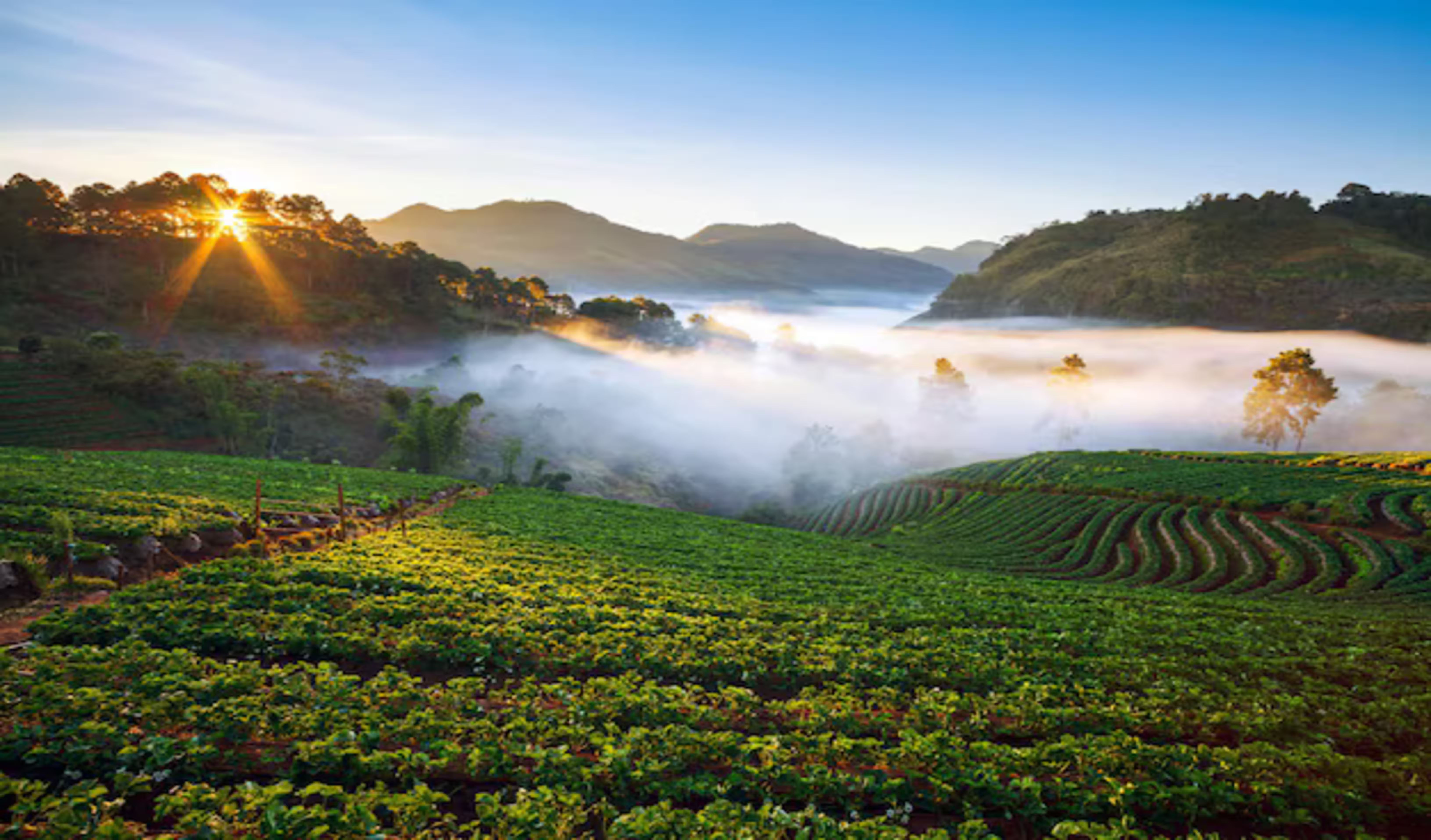 Ooty – Coonoor – Kodaikanal Hill Retreat
