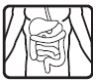 trato intestinal