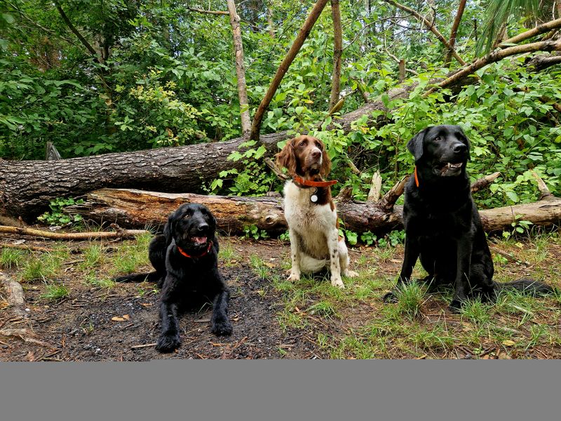 Éducation de chien à Paris 7ème