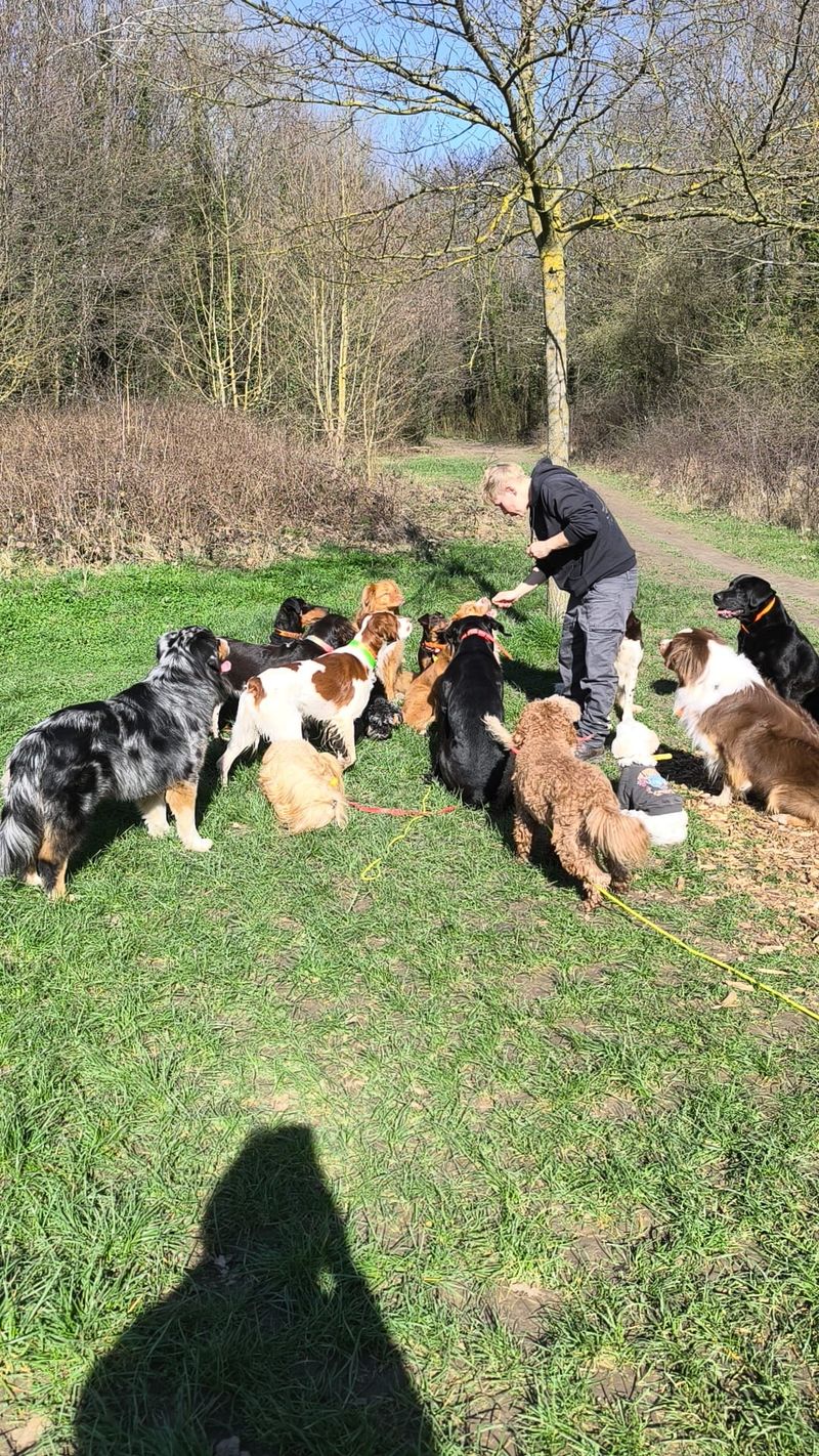Éducation canine à Vincennes 2026