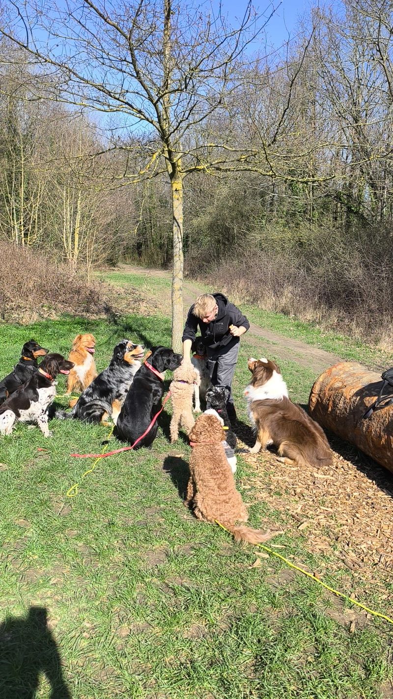 Éducation canine avec éducatrice certifiée