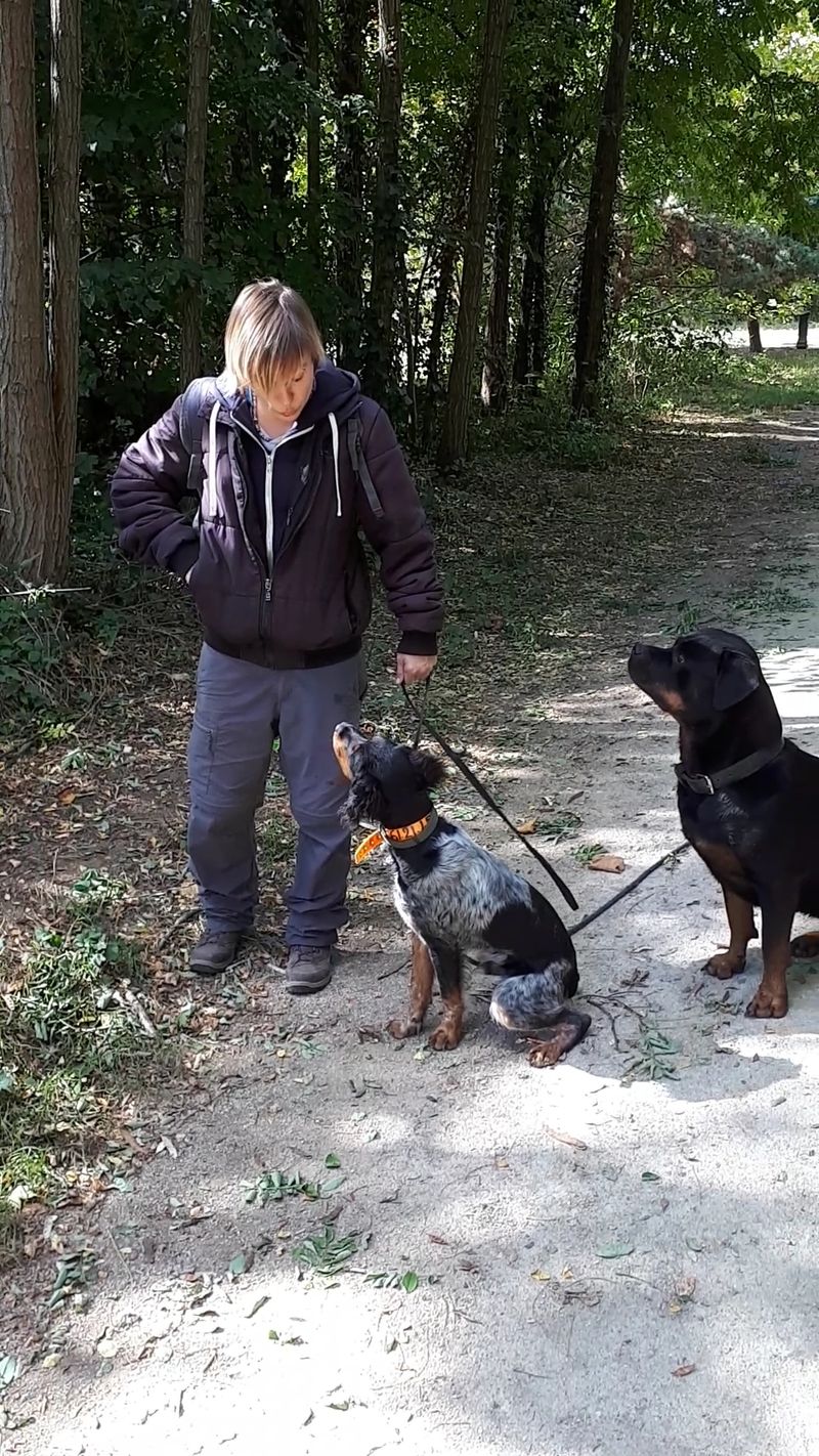Éducation canine en vidéo