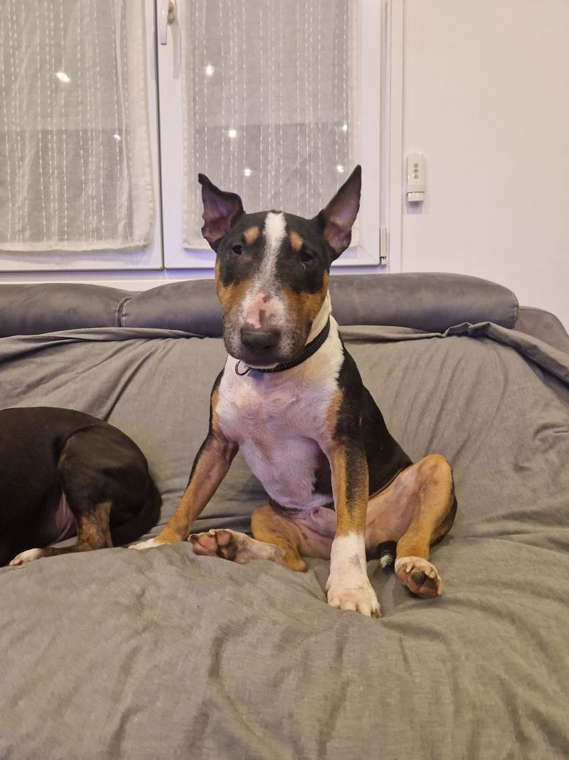 Pension pour Mini Bull Terrier à Paris 20