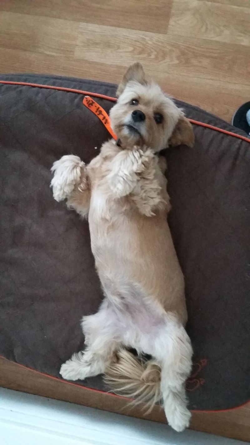 Pension pour chien à Paris