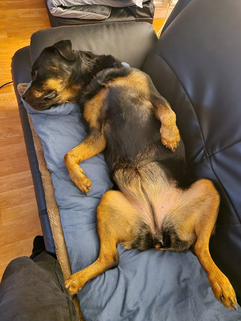 Pension pour Rottweiler à Paris