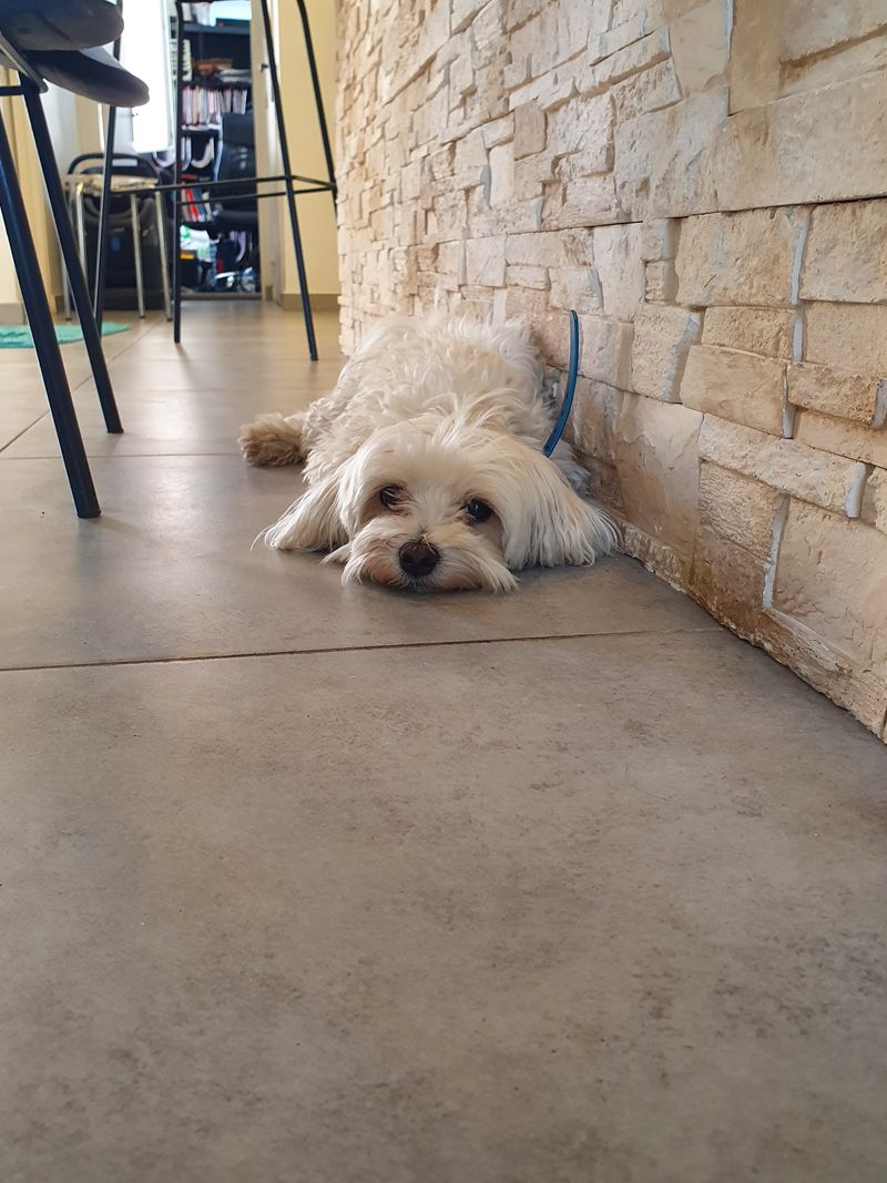 Pension pour Bichon Maltais à Champigny
