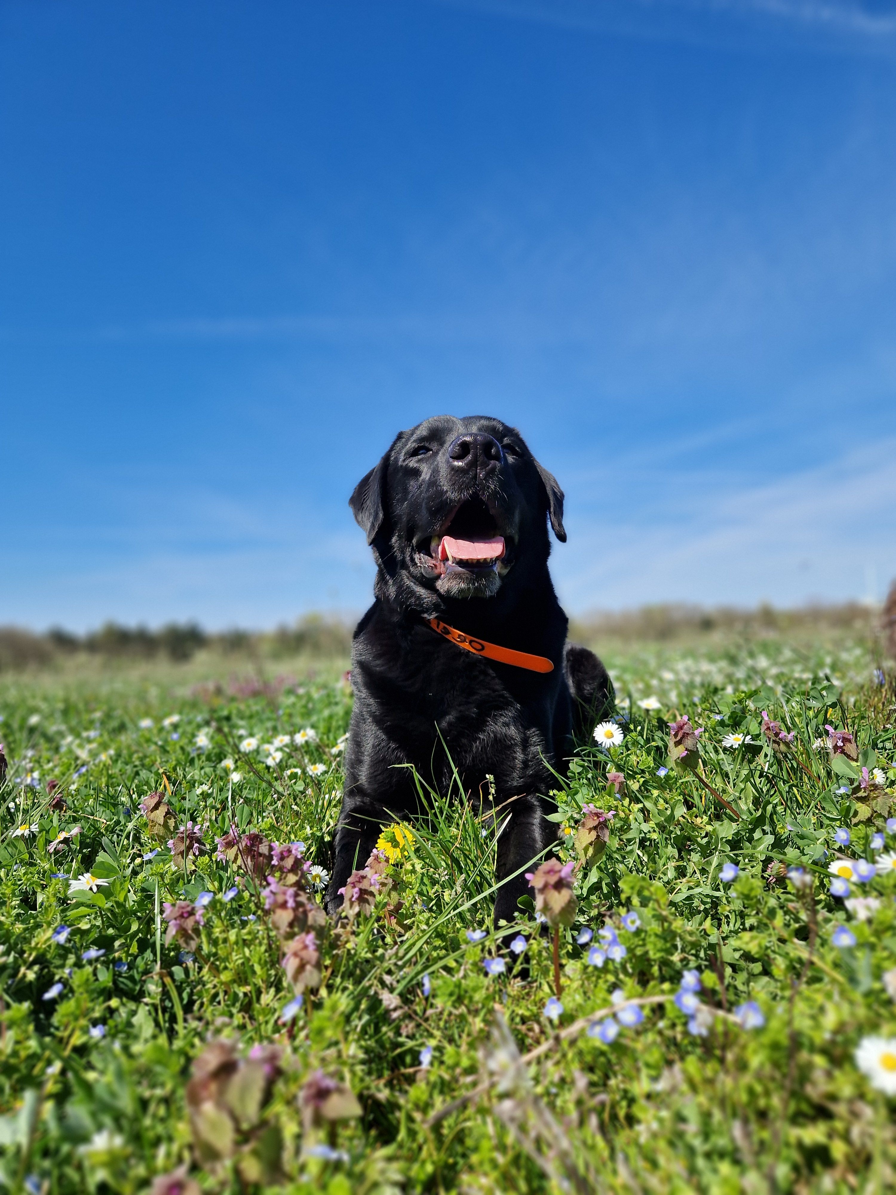 Promenade canine en pleine nature