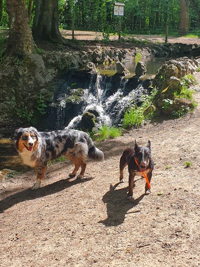 Promenade canine validée à Paris