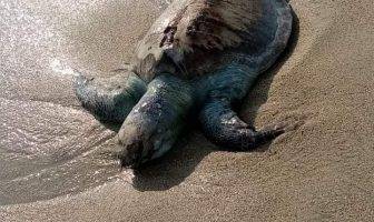 Localizan 14 tortugas muertas en playa de Nuevo Vallarta