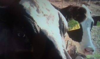 Ganaderos solicitan ayuda a las autoridades alarmante robo de ganado robo de ganado