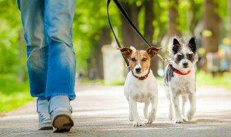 Aprueban reformas en beneficio de los animales en Jalisco