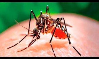 El dengue en México se concentran en cinco entidades encabeza Jalisco