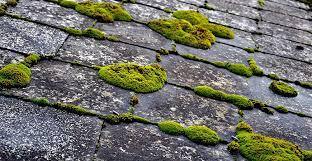 Killing How To Remove Moss On Your Roof