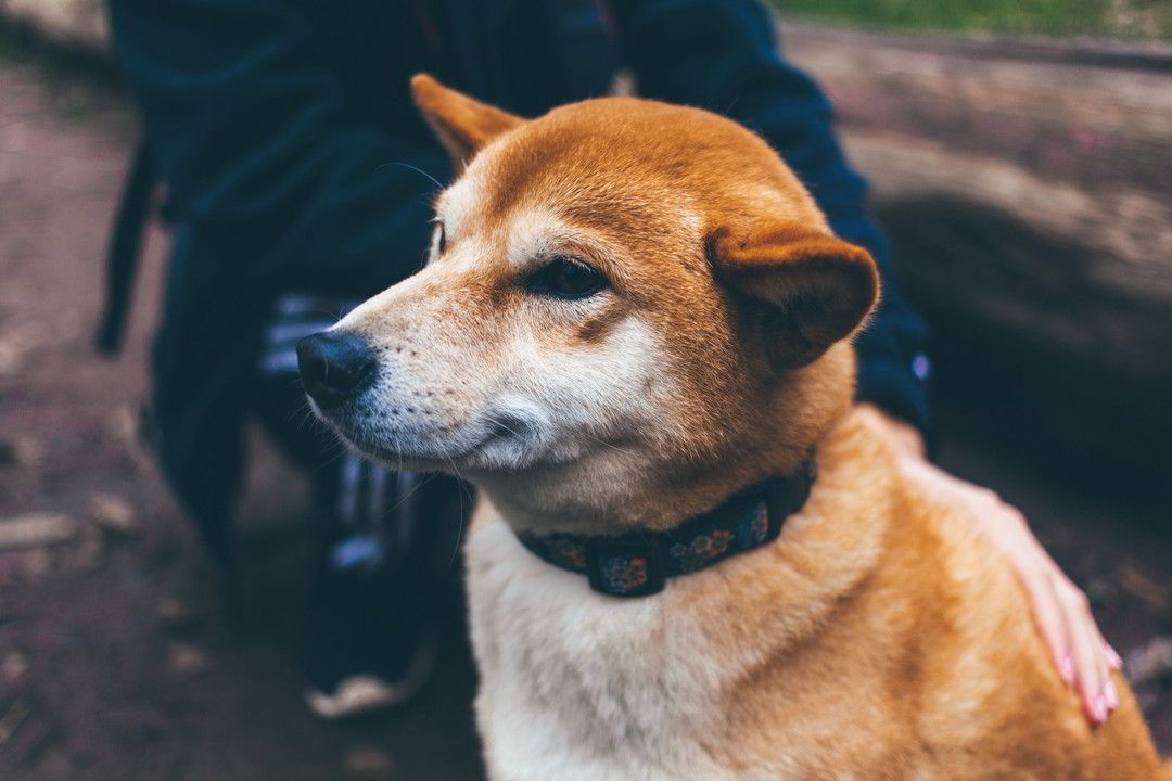 Cachorro da raça Shiba sorrindo de satisfação