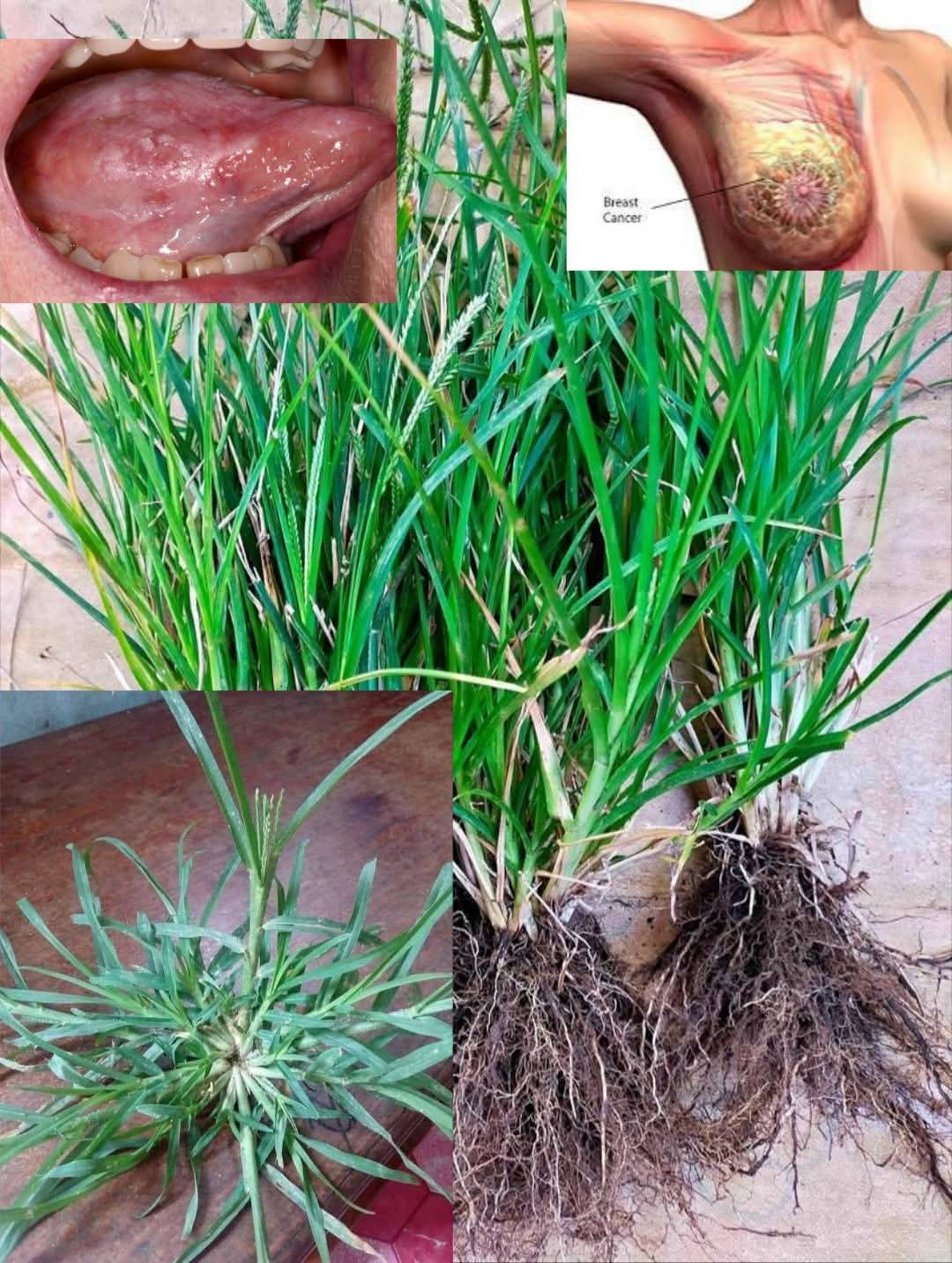 10 Benefits of Paragis (Eleusine indica)