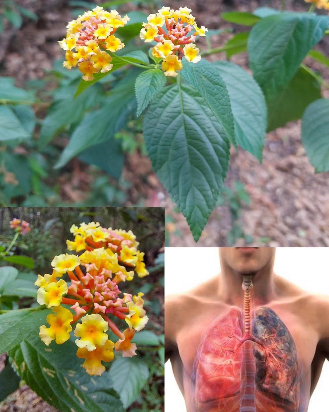 10 Benefits of Lantana Camara