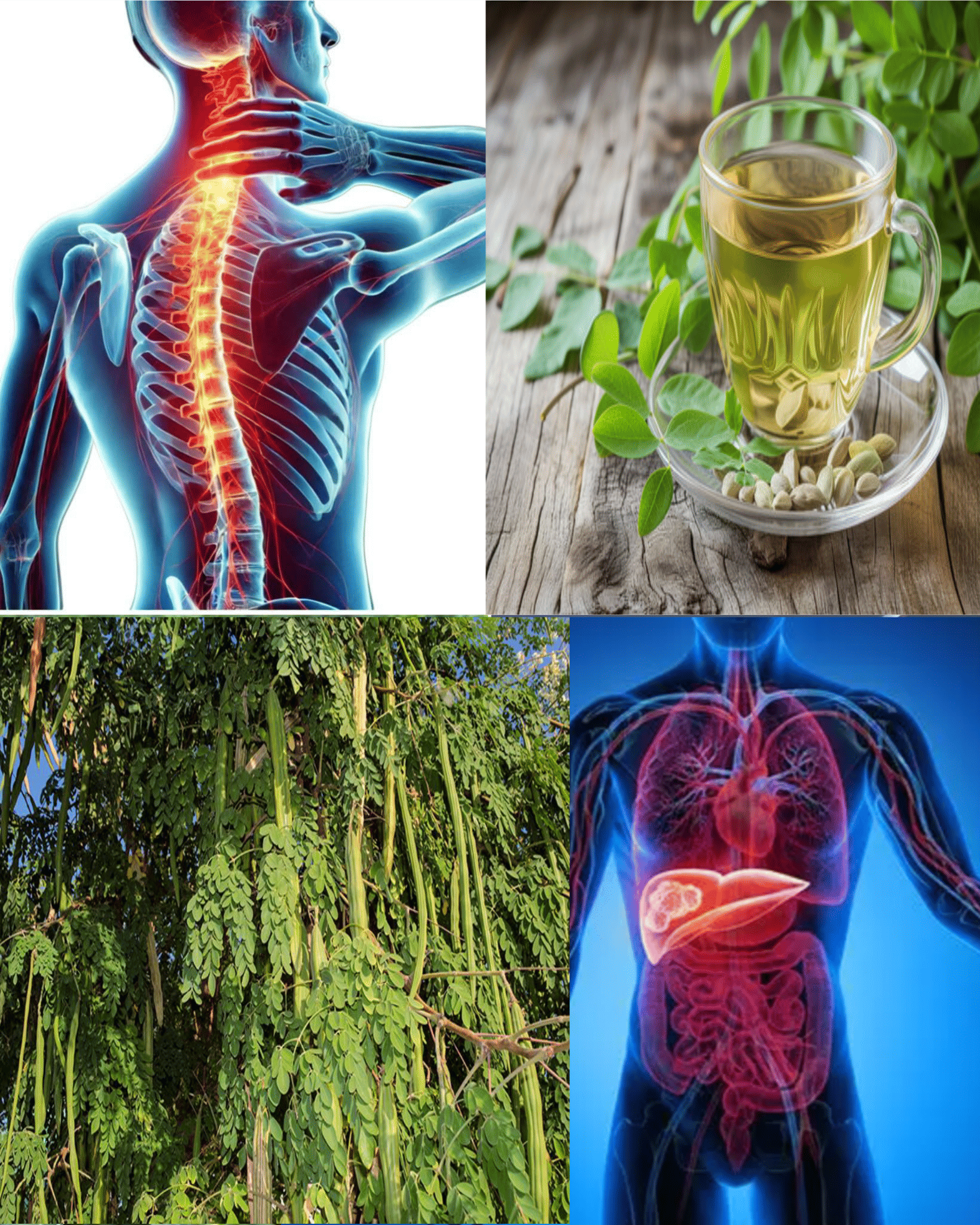 Moringa Leaves — The “Miracle Green” Packed With Vitamins, Strength & Healing