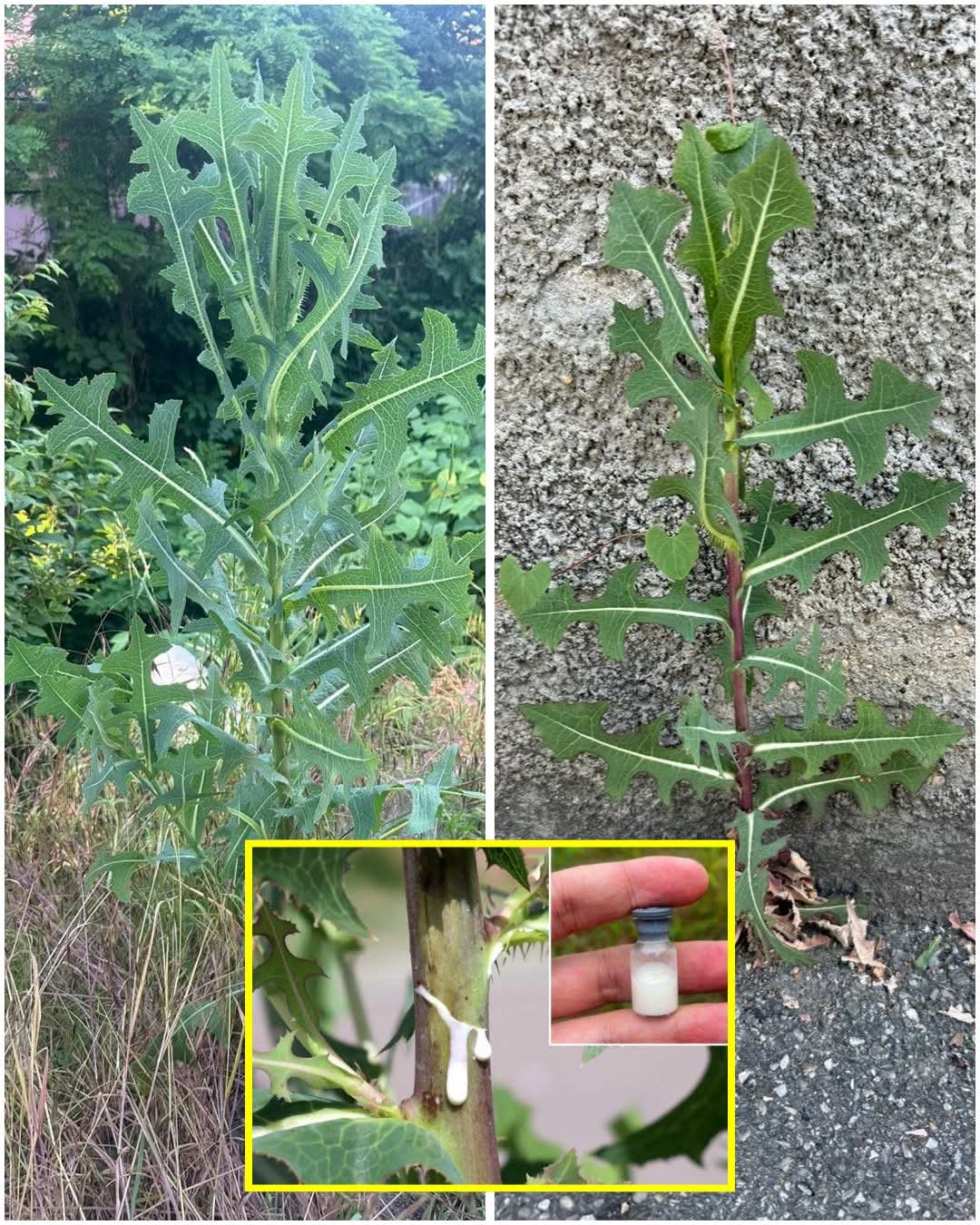 10 Amazing Health Benefits of Lactuca serriola — The Natural Pain-Relieving Wild Lettuce