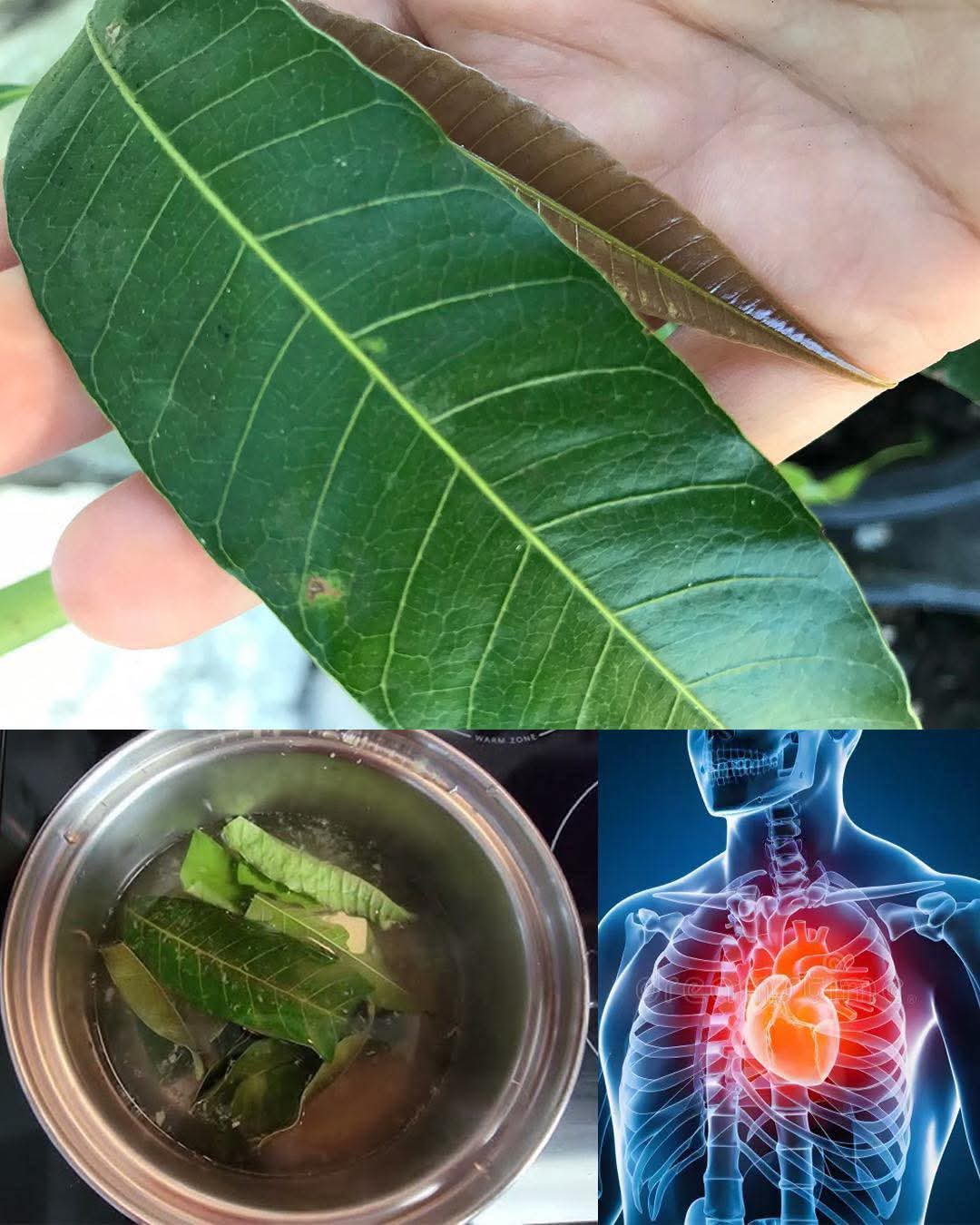 🌿 10 Powerful Health Benefits of Mango Leaves — The Overlooked Remedy Hidden in Every Home Garden