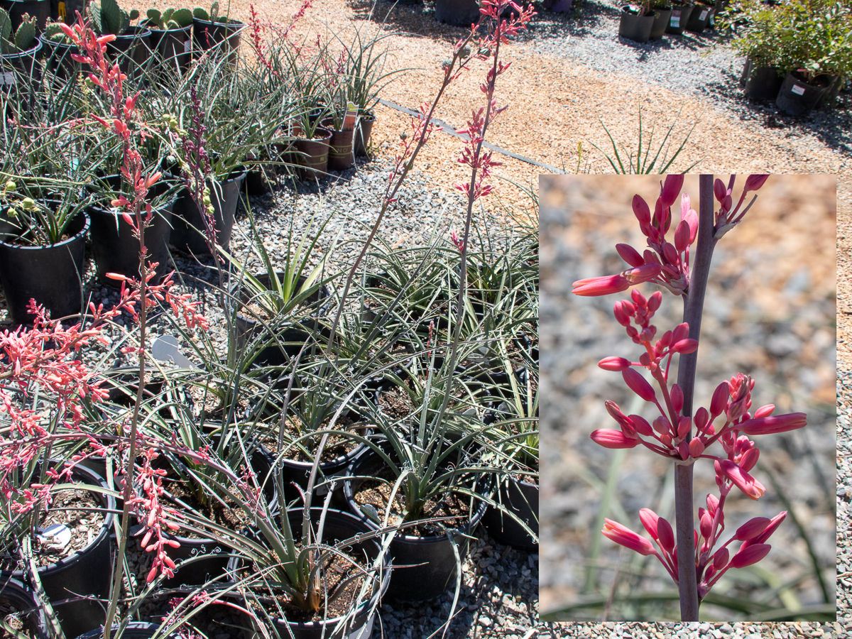 3gal Red Yucca