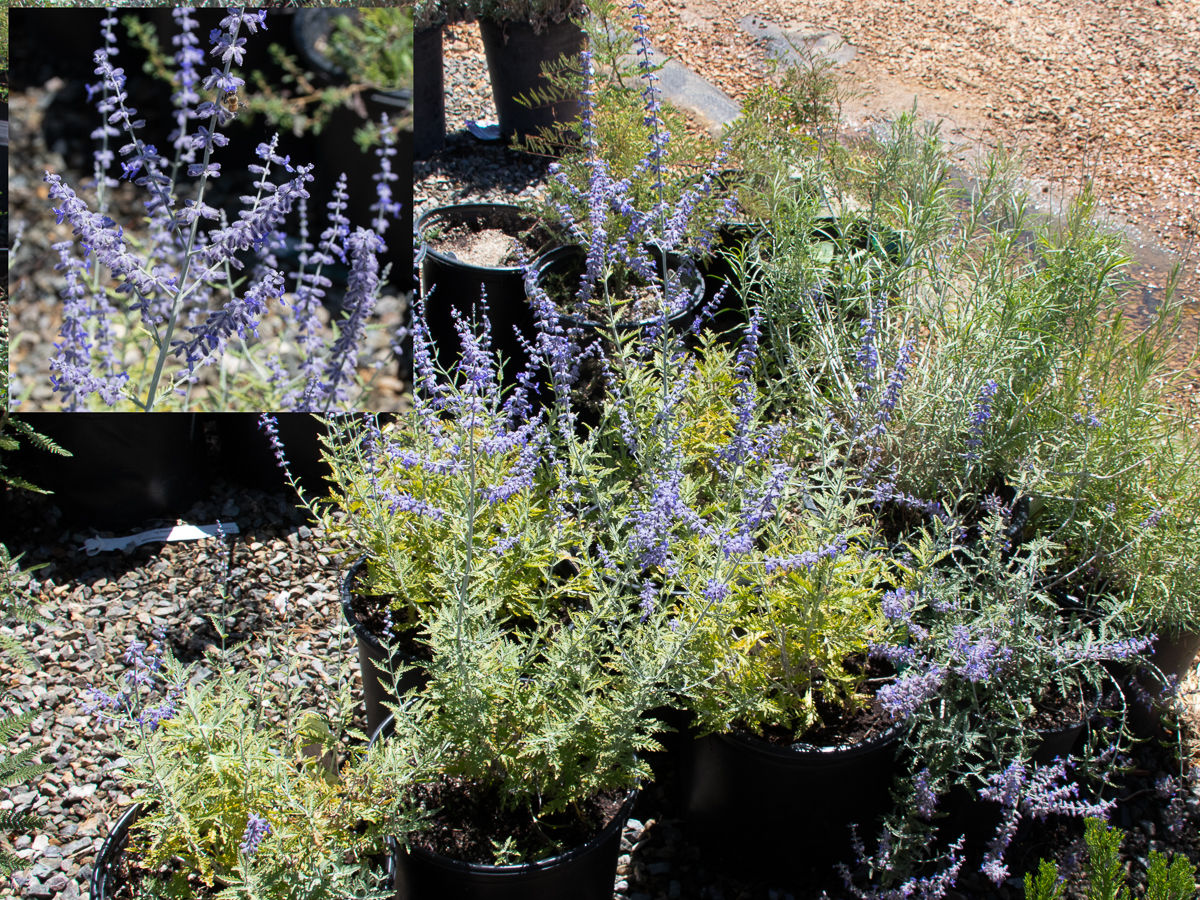 3gal Russian Sage