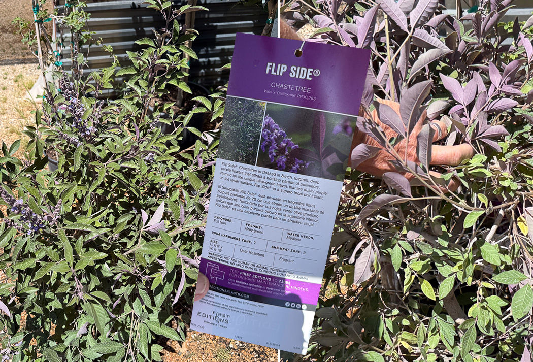 3gal Flipside Chaste Tree