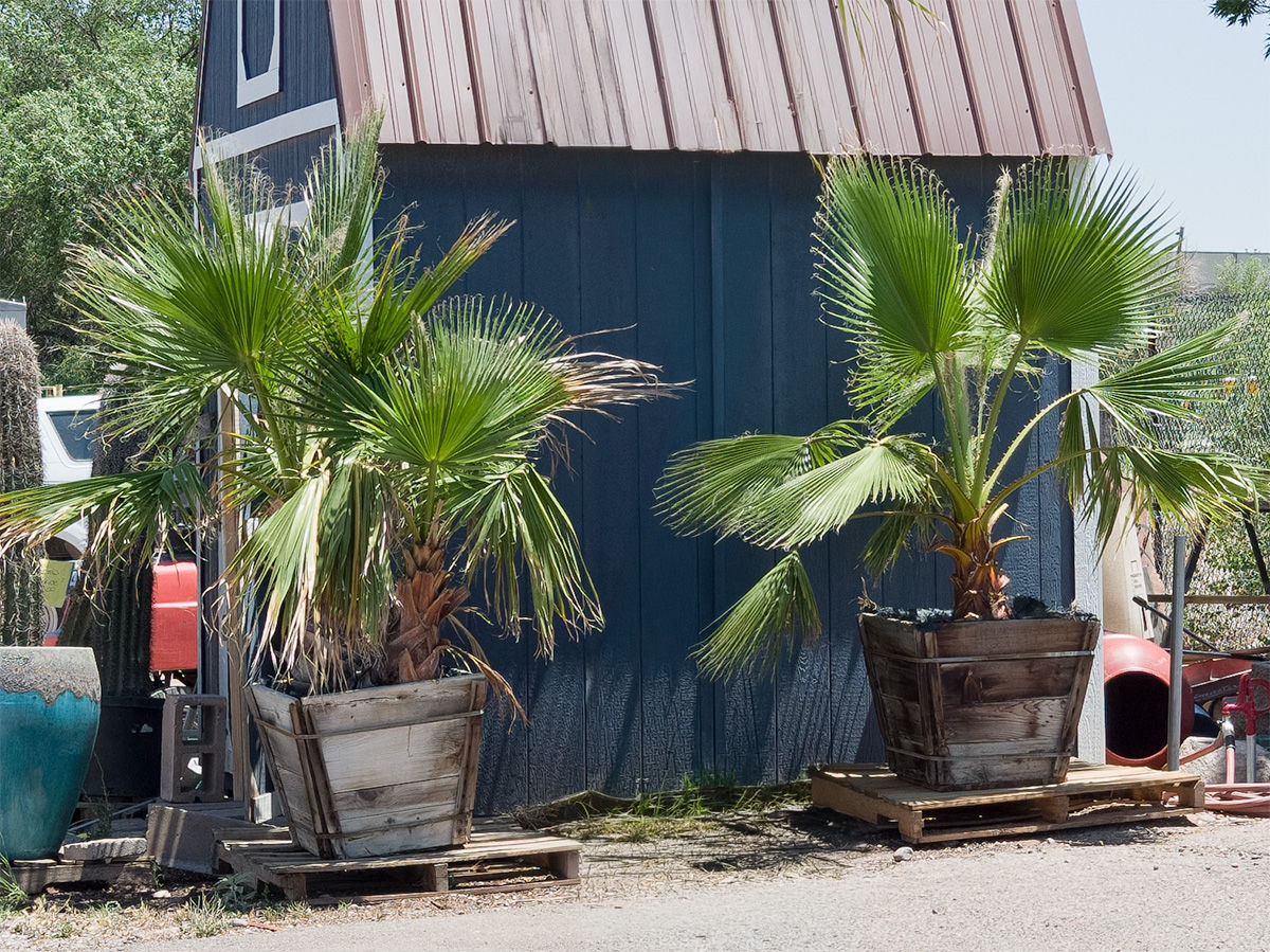 24" Boxed Mediterranean Fan Palms
