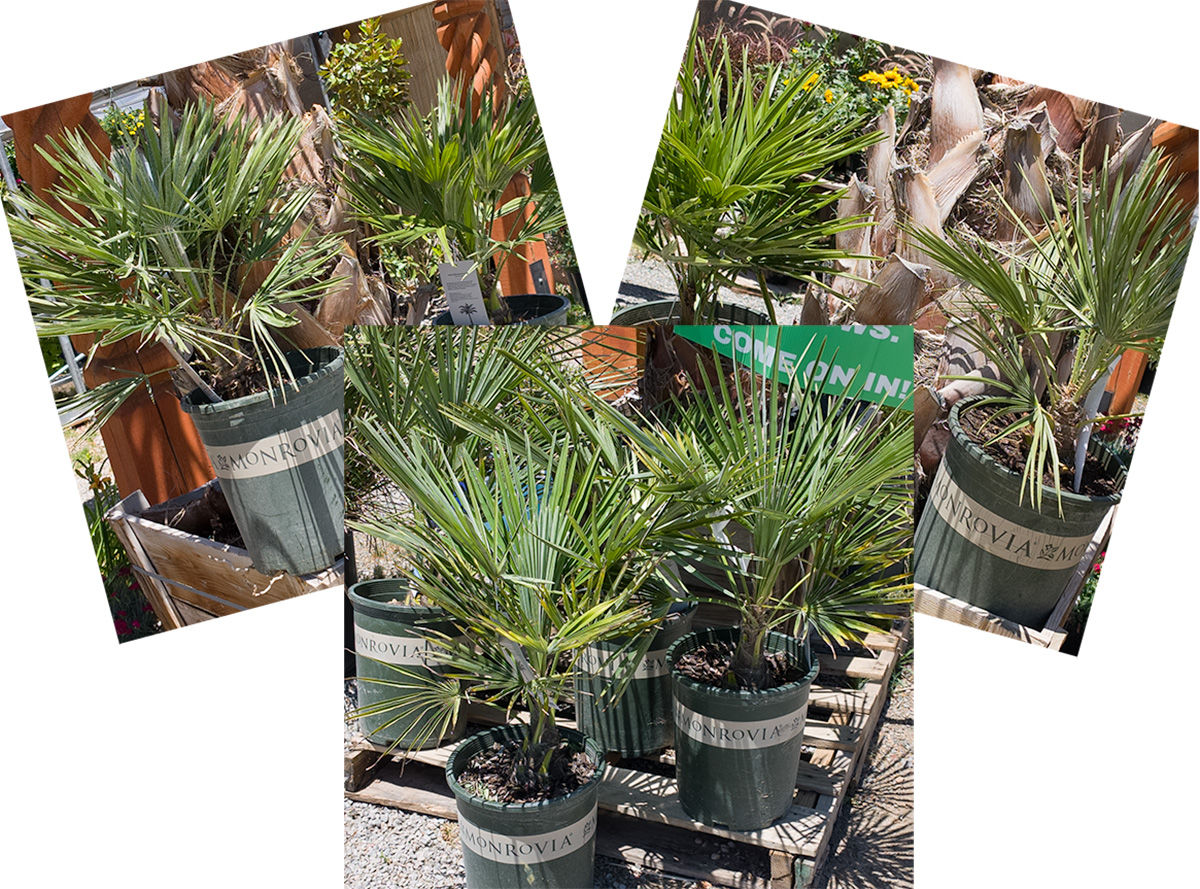 5gal PALMS