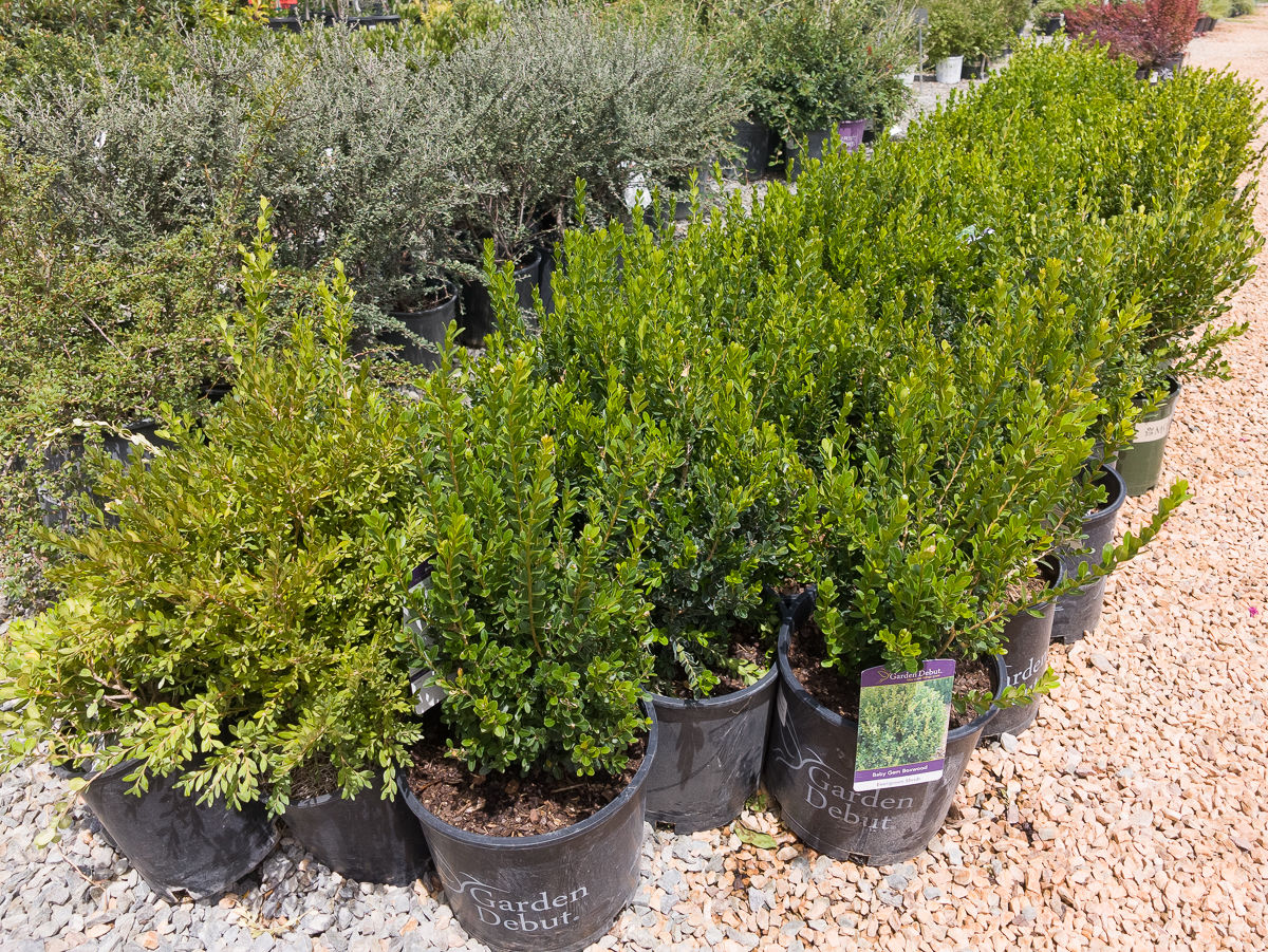 Boxwood