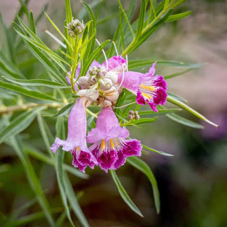 3gal Bubba Desert Willow