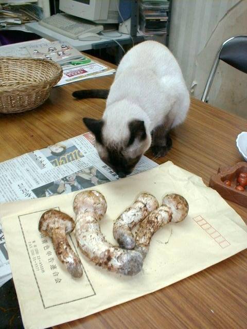 メリーに松茸