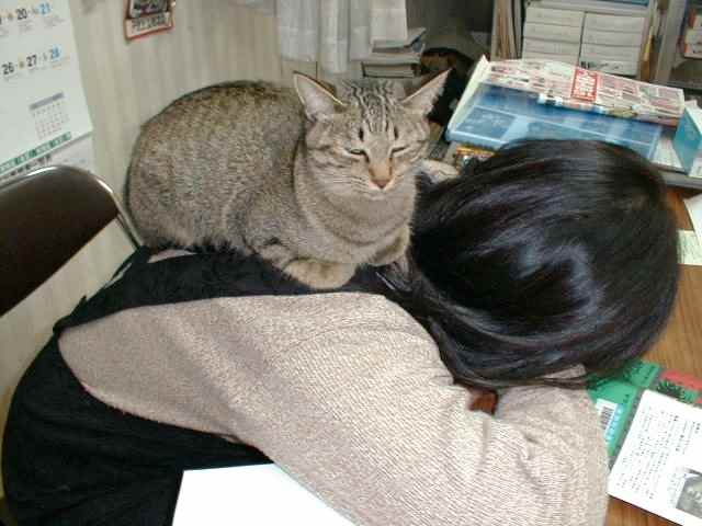 奥様の背中でくつろぐとらこ
