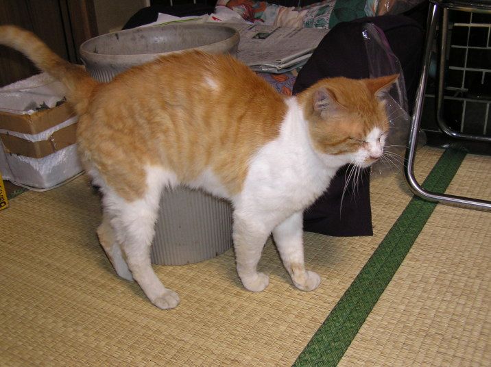 しまじろう５