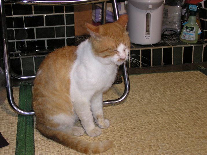 しまじろう６