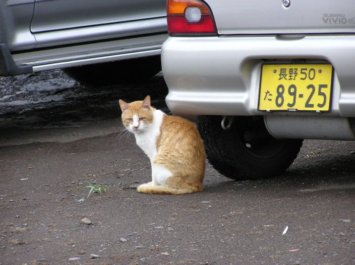 しまじろう８