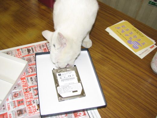 しろにゃん劇場2