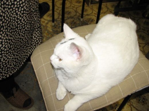 しろにゃん劇場9