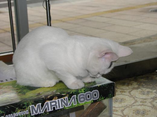 しろにゃん劇場9