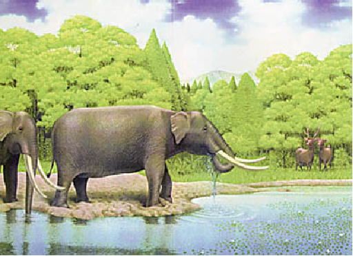 アケボノゾウ1