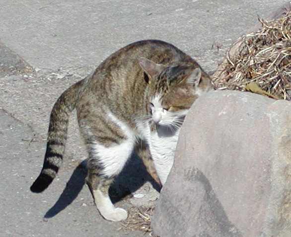 ぶちち