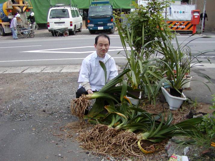 クンシランの植え替え3