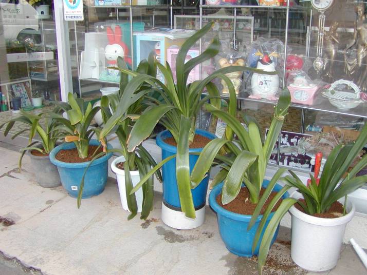クンシランの植え替え4